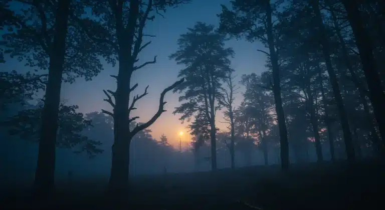 Mysterious Whispering Woods at dusk with glowing light